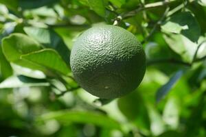 an unripe green lime on a tree photo