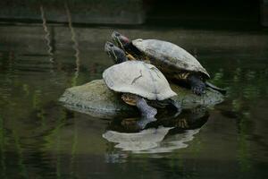 a turtle is sitting on a rock photo