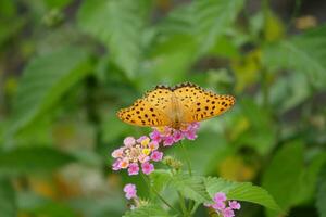 orange butterfly with spotted wings in the wild photo