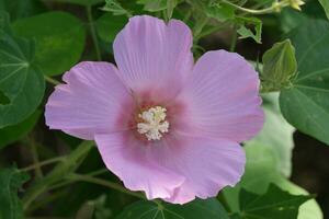 a pink flower with green leaves in the background photo