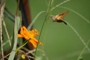 a hummingbird moth is hovering over a flower photo