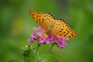 orange butterfly with spotted wings in the wild photo
