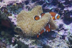 two clown fish in an anemone on a coral reef photo