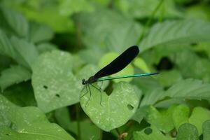 a damselfly with black wings and green body sitting on a leaf photo