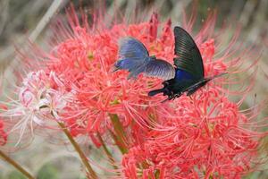 iridescent butterflies and red spider lilies photo