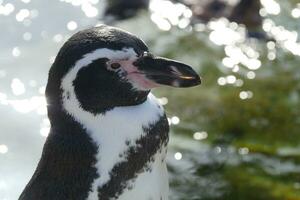 a penguin is standing in front of a pond photo