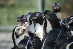a group of penguins eating from a bowl photo