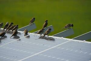 a group of sparrows sitting on top of a solar panel photo