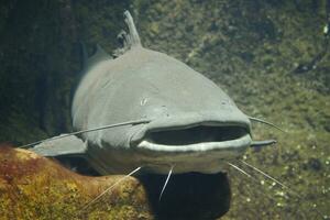 a catfish with its mouth open in the water photo