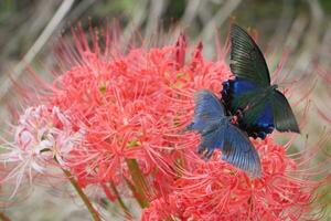 iridescent butterflies and red spider lilies photo