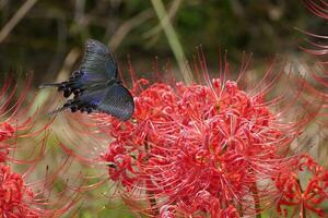 iridescent butterflies and red spider lilies photo