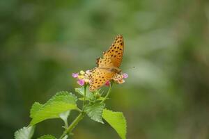 orange butterfly with spotted wings in the wild photo