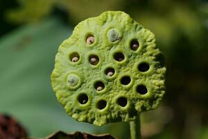a green lotus flower with seeds in it photo