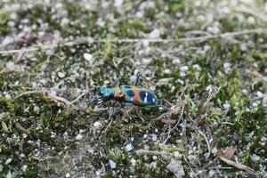 spotted tiger beetle photo