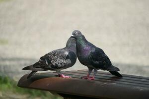 two pigeons are standing on a bench photo