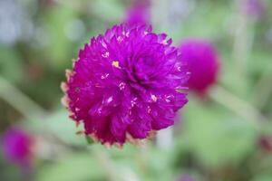 purple flower with yellow pollen in the middle photo