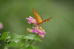 orange butterfly with spotted wings in the wild photo