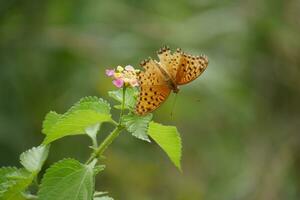 orange butterfly with spotted wings in the wild photo