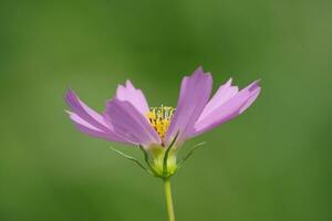 a single purple flower is in front of a green background photo