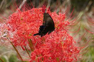 iridescent butterflies and red spider lilies photo