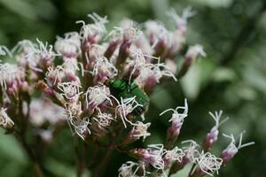 a green bug on a flower photo