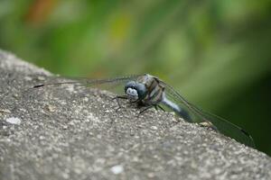 a dragonfly on a rock in the sand photo