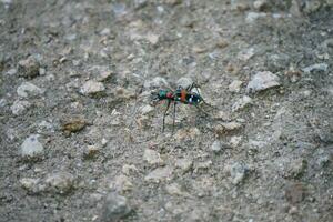 spotted tiger beetle photo