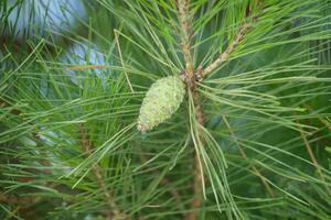 a pine cone is on the branch of a pine tree photo