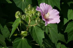 a pink flower with green leaves in the background photo