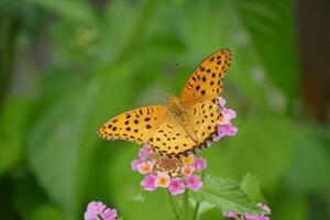 naranja mariposa con manchado alas en el salvaje foto