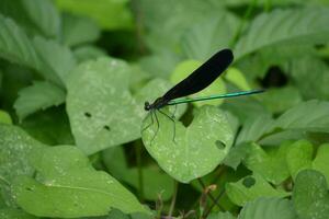 a damselfly with black wings and green body sitting on a leaf photo
