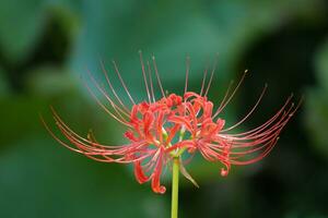 un rojo araña lirio flor con largo tallos foto