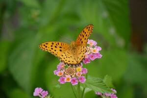 naranja mariposa con manchado alas en el salvaje foto