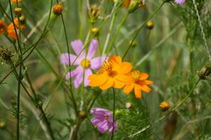 a meadow of wild flowers in the middle of a field photo