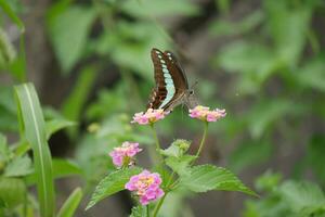 mariposa con turquesa y marrón alas en el salvaje foto