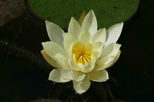 a white water lily in a pond with green leaves photo