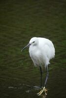 a snowy egret with long legs standing in the river photo