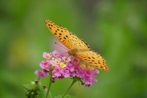 naranja mariposa con manchado alas en el salvaje foto