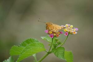 naranja mariposa con manchado alas en el salvaje foto