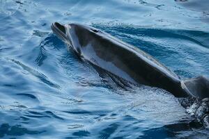 a dolphin swimming in the ocean photo