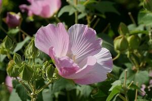 a pink flower with green leaves in the background photo