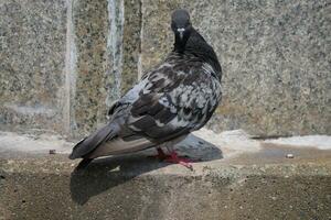 a pigeon is standing on a ledge photo