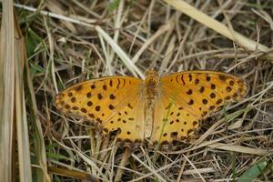 orange butterfly with spotted wings in the wild photo