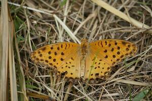 naranja mariposa con manchado alas en el salvaje foto