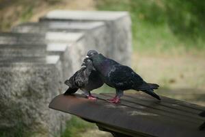 two pigeons are sitting on a bench photo