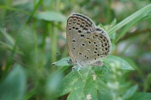 a small butterfly with black spots on its wings photo