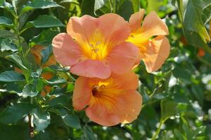 orange flowers on a tree with leaves photo