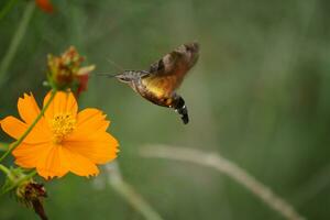 a hummingbird moth is hovering over a flower photo