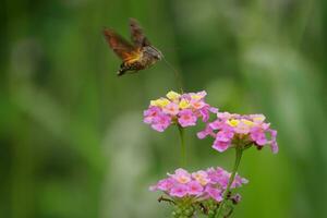 hummingbird moth in the wild photo