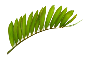 groen bladeren patroon, blad boom geïsoleerd png